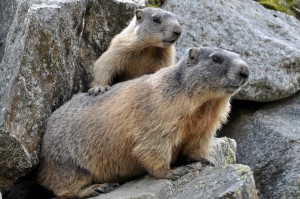 marmotta